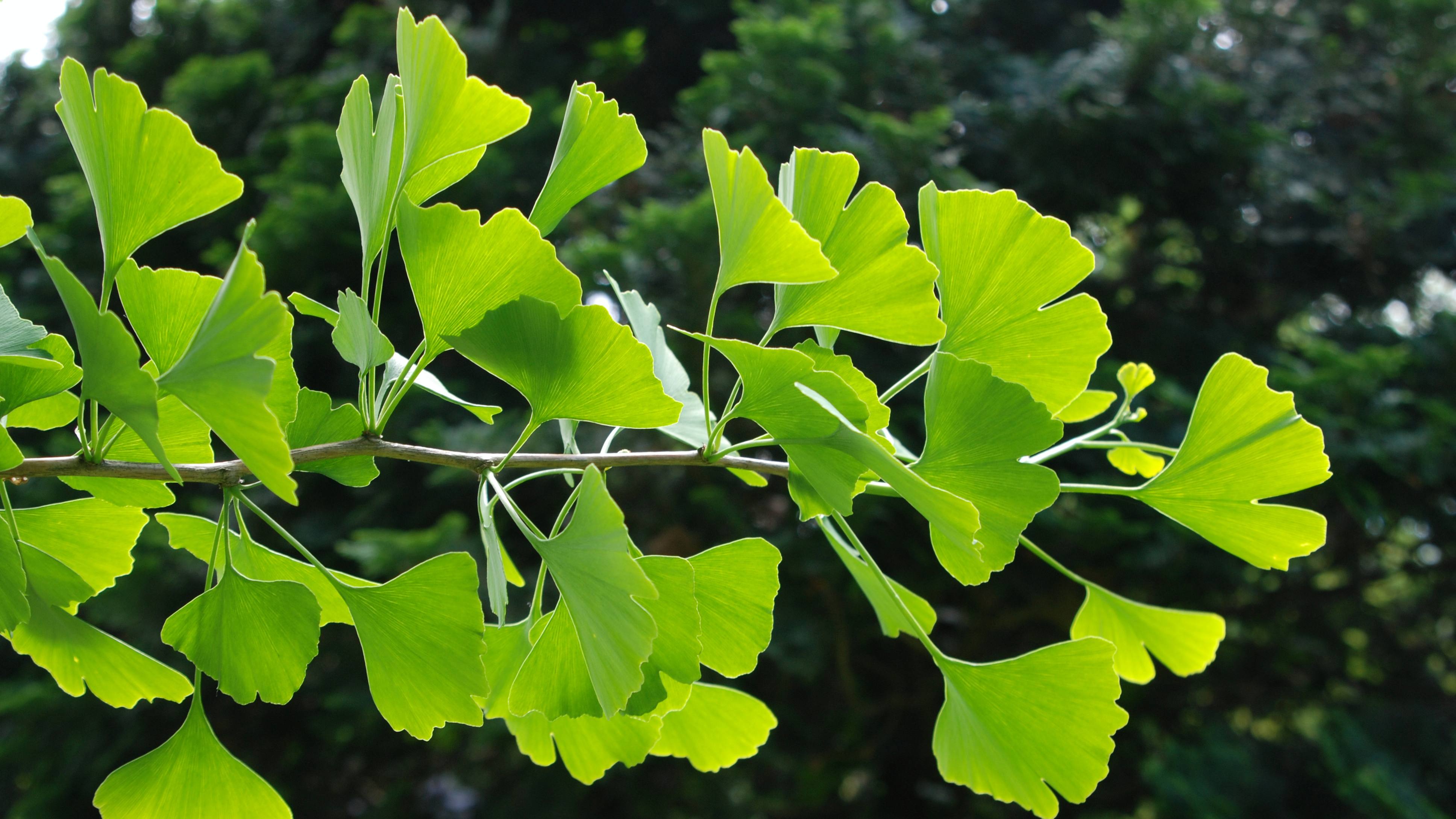 Ginkgo Biloba frunze-beneficii din acest Extract din plante