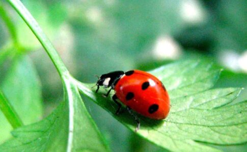 Insecte utile pentru grădina