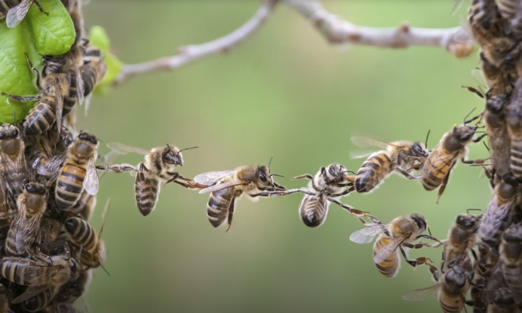 Venin de albine beneficii