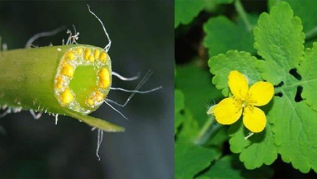 Rostopasca beneficii